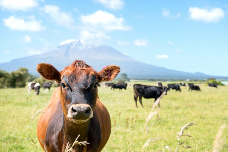 taranaki dairy farms